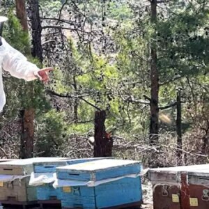 muglada ari kovani destekleme calismalari basladi Apn58yra