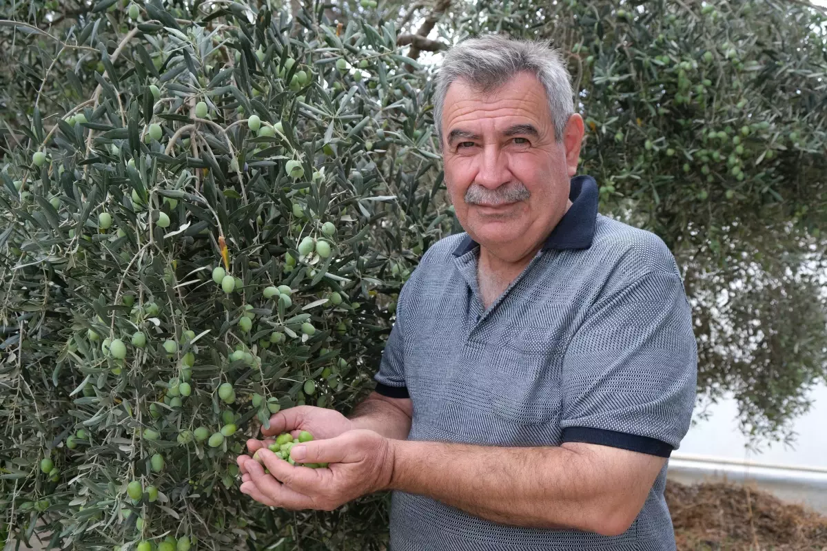 alanyada zeytin hasadi basladi rekolte yuzde 40 d dustu kDKZ9Yk2.jpg