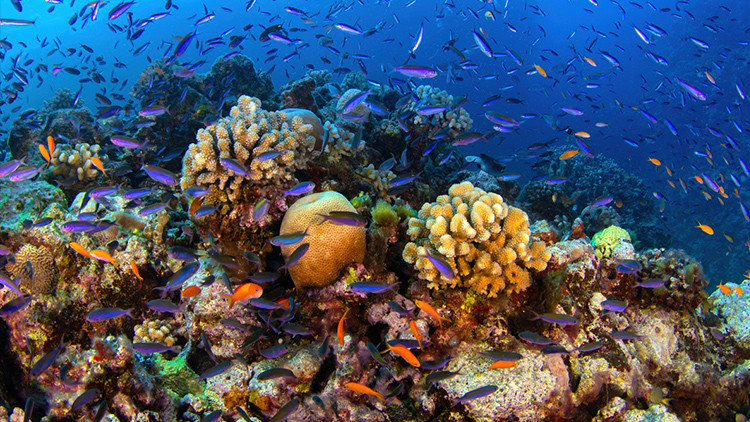 kuresel isinma mercan resifleri artik yasam desteklemiyor WZBSTNAG.jpg