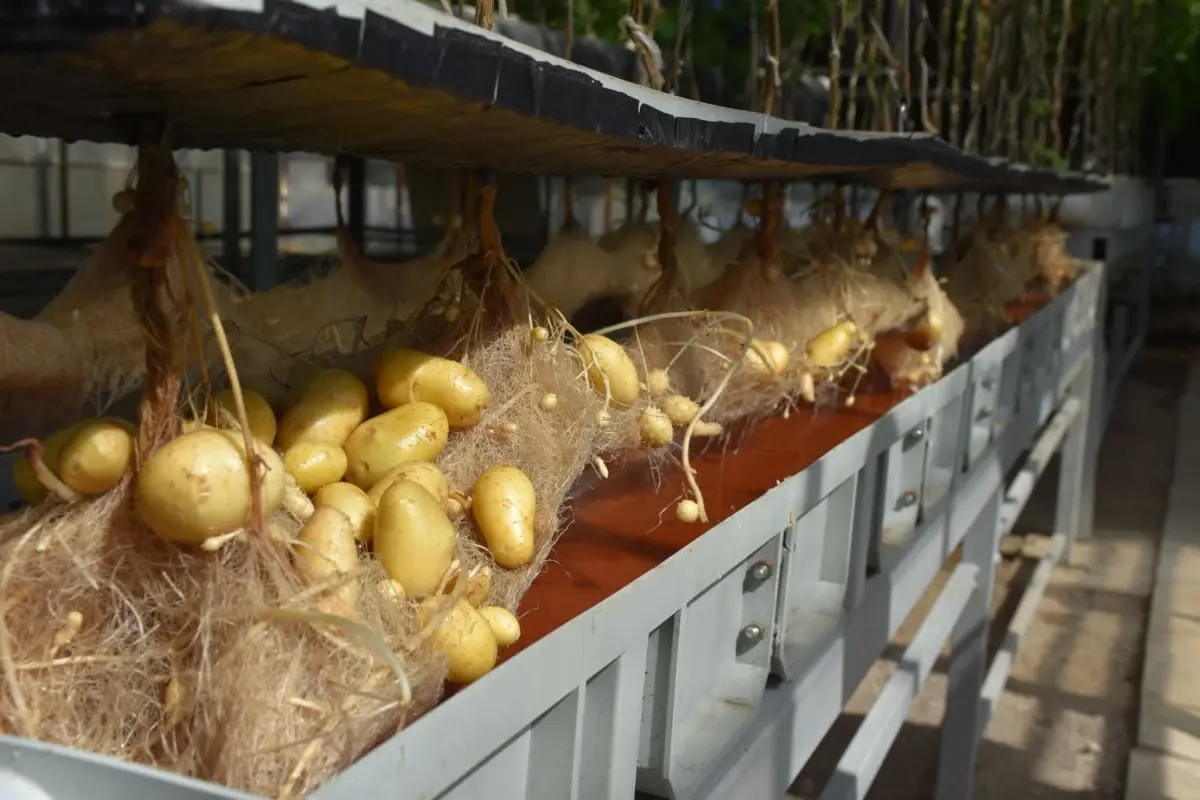 nigde patates arastirma enstitusunden yerli patates uretiminde basari xWmGZaDP.jpg